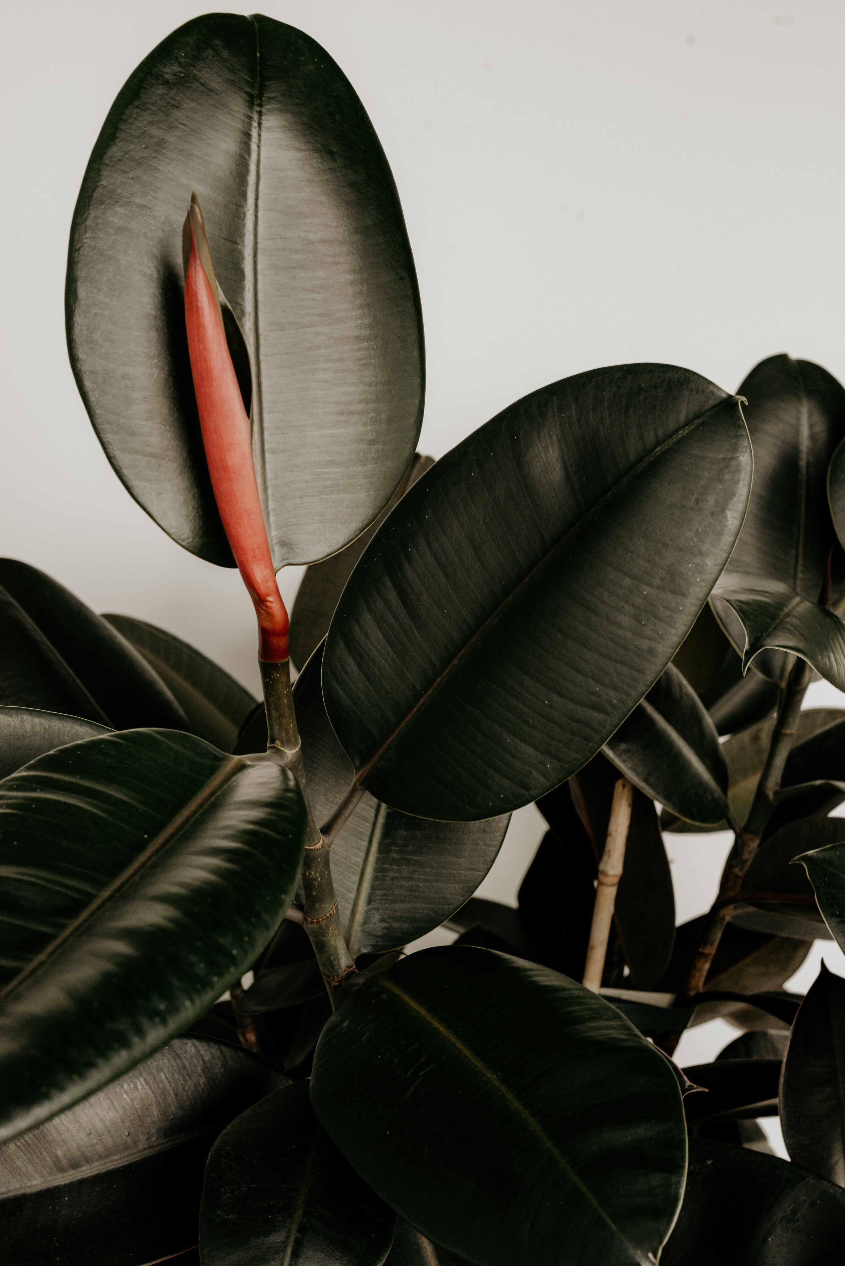 Biophilic plant decor for living rooms indoor - Lioré®